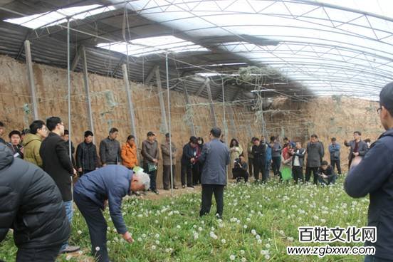 河北磁縣舉辦“慶兩會(huì)、送技術(shù)”蒲公英專題培訓(xùn)會(huì)