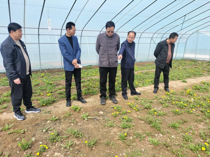 中媒企業(yè)文化發(fā)展工作委員會一行到河北蒲公英產(chǎn)業(yè)基地調(diào)研