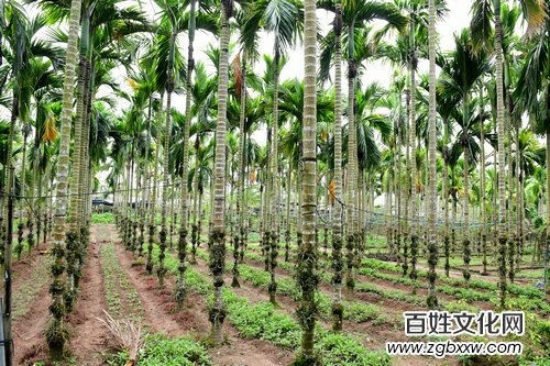 第一夫人集團“健康銀行”科技康養(yǎng)項目落地海南瓊海